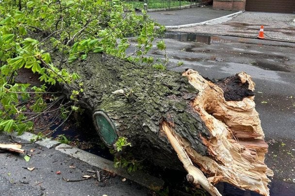 Негода у Києві ламає дерева: впав легендарний 150-річний каштан Іващенка
