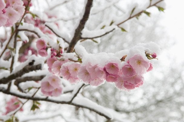 Повернення снігу та удар холоднечі з "мінусами": Україну накриває небезпечний удар стихії — прогноз