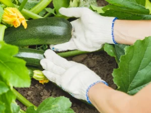 Кабачки виростуть великими, якщо правильно підготувати й сіяти насіння. Городники назвали правила