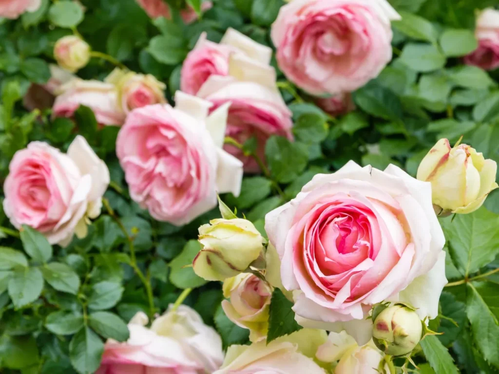 Це підживлення потрібне для троянд. Коли і як його проводити