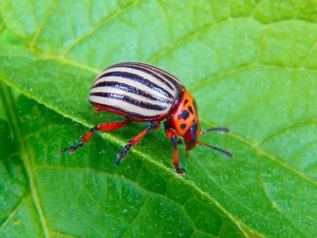 Як урятувати врожай картоплі? Три способи позбутися колорадського жука
