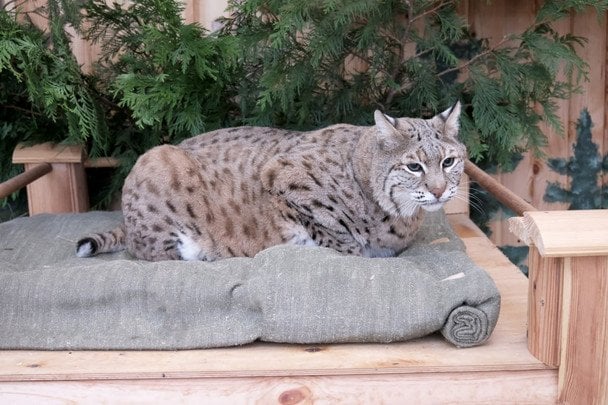 Минуле Степана було важким: історія зіркової рисі з Київського зоопарку