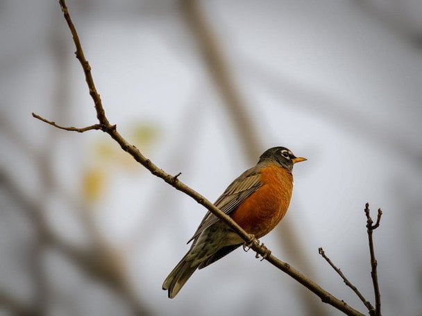 Україну охоплять похолодання та сніг: прогноз погоди на тиждень, 6-12 квітня