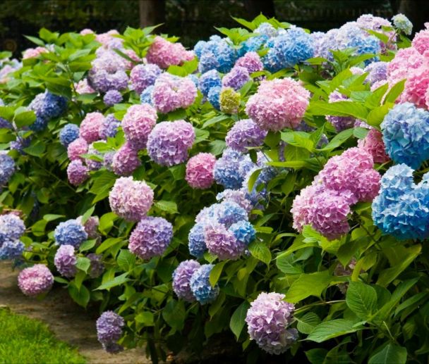 Які рослини не можна обрізати у квітні: 9 видів, що втратять цвітіння