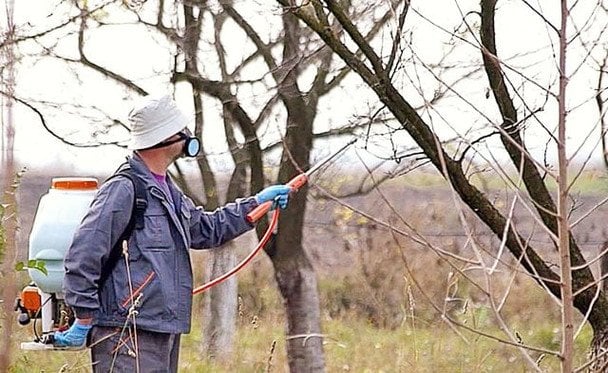 Весняна обробка саду білизною: секрети ефективного та бюджетного захисту