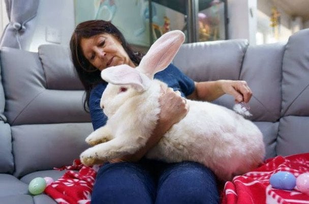 Кролик-гігант вагою 9,5 кг має власні спальню і диван — фото