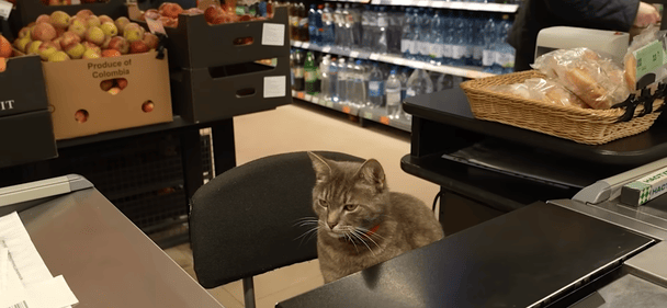 Пухнастий касир: кіт Гоша понад рік "працює" у супермаркеті Кропивницького