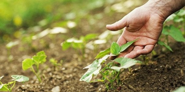 Коли сіяти кабачки у відкритий грунт у квітні, травні 2026 року