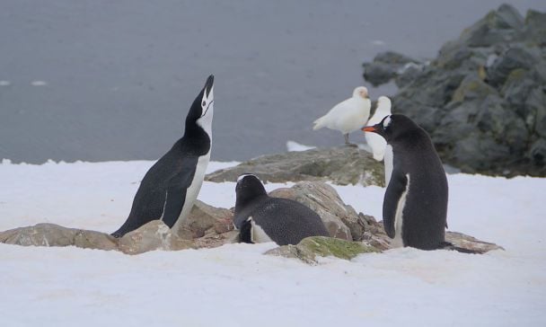 Вчені виявили, що пінгвіни старіють швидше — причина здивувала