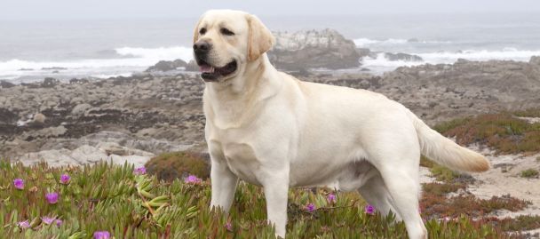 Топ-7 порід собак для походів: витривалі компаньйони для активного відпочинку