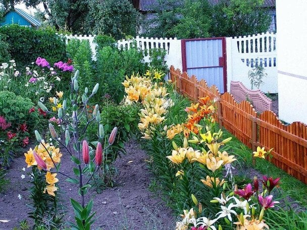 Які рослини приносять нещастя, забирають сили та здоров’я: їх не можна садити біля свого дому