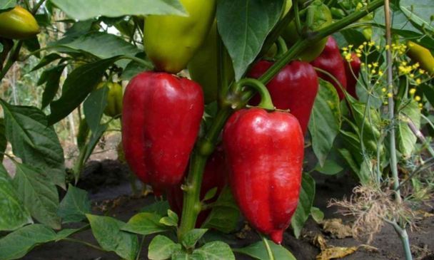 3 ложки на 4 літри води — і перець не хворітиме, плоди будуть великими, солодкими та м’ясистими