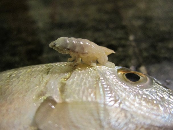 Найжахливіші паразити у світі: як вони замінюють органи та впливають на поведінку