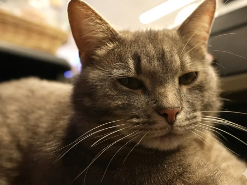 "Приходить найперший". Роботящий кіт Гоша "влаштувався" касиром у магазин і сам заробляє на корм