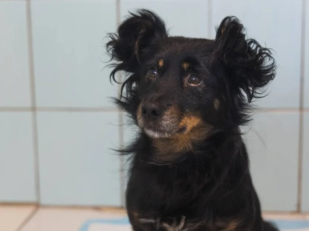 Кайф хоче в родину. Волонтери розповіли зворушливу історію собаки з притулку