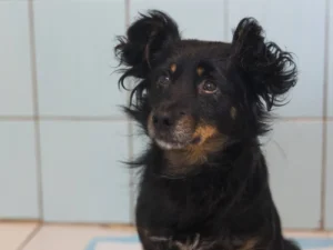 Кайф хоче в родину. Волонтери розповіли зворушливу історію собаки з притулку