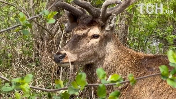 Зірка соцмереж олень Борис пережив дві аварії: водійка, яка збила тварину, вперше розповіла про ДТП (відео)