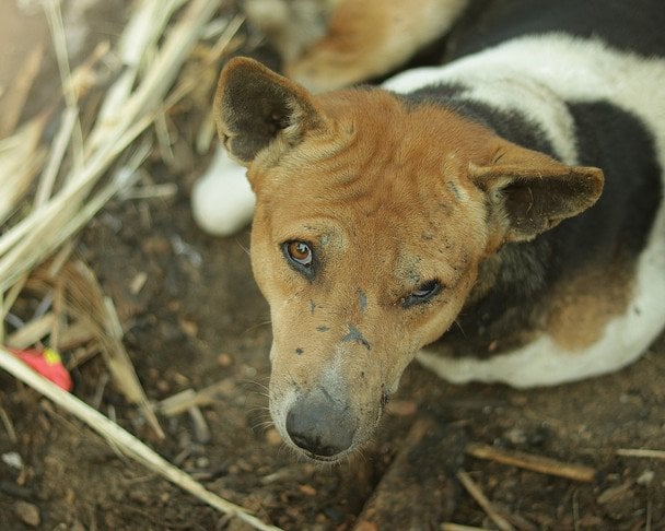 Чому поліція не реагує на собачі бої в Україні: пояснення зоозахисниці