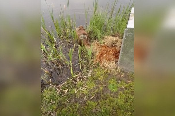У Києві врятований після тяжких травм бобер повернувся у дику природу (відео)