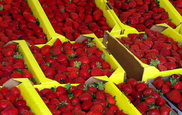 Робота для українців в Польщі: скільки можна заробити в сезон полуниці