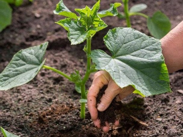 Що посадити поруч з огірками для рекордного врожаю без хімії