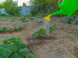 Не робіть помилок під час поливу огірків – інакше виростуть гіркими й покрученими