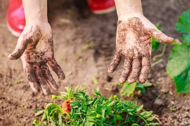 Як помити руки, нігті після роботи на городі, як очистити їх від чорноти