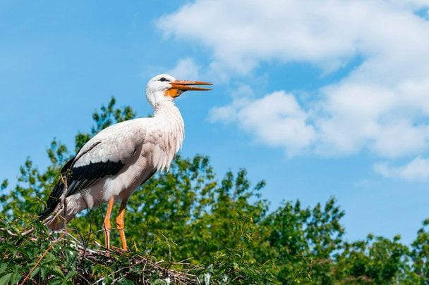 На Львівщині обвалилося гніздо лелек: одному пташеняті загрожує ампутація