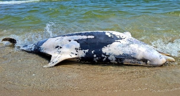 Безпрецедентний мор дельфінів у Чорному морі: на Одещині зафіксували рекордний випадок