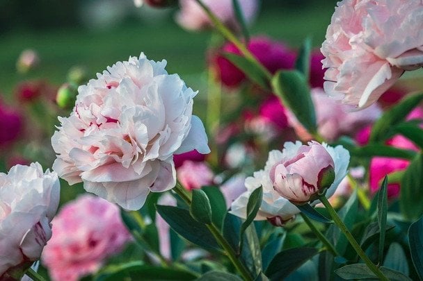 Коли краще садити півонії — навесні, літом, восени Коли краще садити півонії — навесні, літом, восени