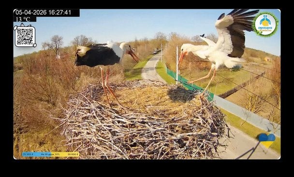 У гнізді знаменитих лелек Одарки та Грицика вибухнуло яйце: яка причина