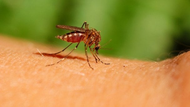 Як позбутися комарів у квартирі: прості способи, які справді працюють влітку