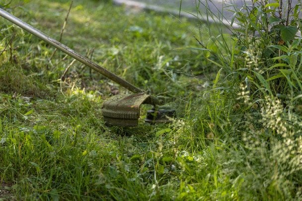 Куди подіти скошену траву: три способи повторного використання в саду та на ділянці