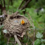 "Це щось класично українське". На Донбасі знайшли пташине гніздо із дронового оптоволокна. Фото