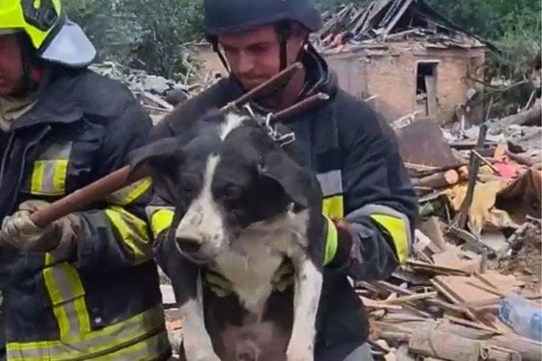 Рятувальники витягли собаку з-під завалів у Запоріжжі: щемливе відео
