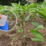 Полийте цим кожну рослину – і отримаєте вдвічі більший врожай перцю