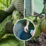 Усього два ковпачки на 5 л води – і помідори з огірками збиратимете відрами на заздрість сусідам