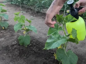 Поки не з'явилася борошниста роса, обробіть огірки цим розчином – результат здивує