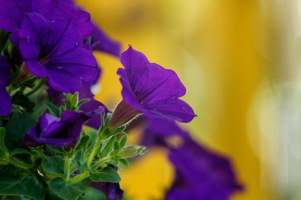 Чому сохне петунія в кашпо — як її врятувати і чим підживити для пишного цвітіння протягом всього літа Чому сохне петунія в кашпо — як її врятувати і чим підживити для пишного цвітіння протягом всього літа