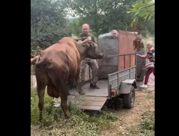 Тварина плакала, коли її хотіли здати на м’ясо: капелани врятували переселенку з коровою (відео)