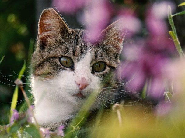 Якого кота краще завести літній людині: ветеринари назвали 7 ідеальних порід