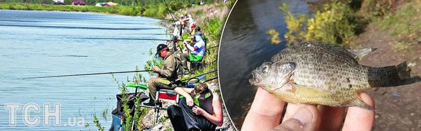 Водойми Києва захоплює небезпечна риба-хижак: екологи попередили про загрозу