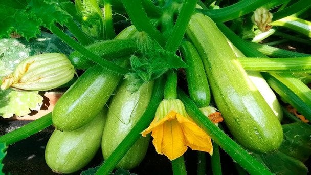 Що приготувати з кабачків за 15 хвилин: топ-3 прості та смачні рецепти на кожен день