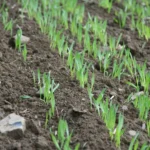 Після збирання цибулі й часнику не залишайте землю пустою. Що потрібно зробити?