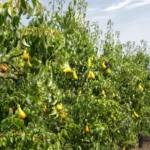 Як підготувати сад до спеки? Чотири потрібні кроки