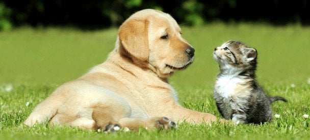 5 порід собак, які добре уживаються з котами: кого обрати, якщо вдома вже є тварина