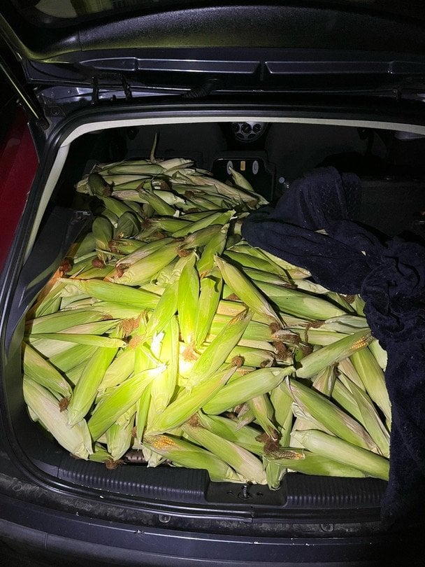 У Німеччині троє українців викрали з поля 300 кг кукурудзи: хто їх "здав" У Німеччині троє українців викрали з поля 300 кг кукурудзи: хто їх "здав"