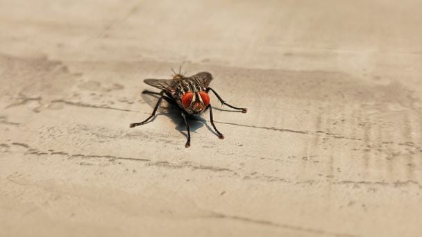 Муха не встигне втекти: простий трюк допоможе спіймати її голими руками Муха не встигне втекти: простий трюк допоможе спіймати її голими руками