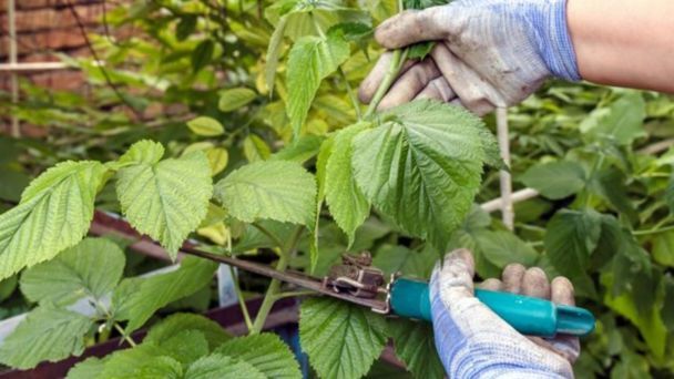 Зробіть це з малиною восени — і вона дасть потрійний урожай солодких ягід наступного сезону