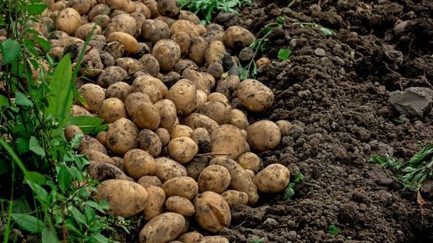 Що посіяти після картоплі: ґрунт стане як після перегною, зникнуть дротяник та парша